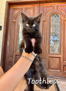Toothless aka Romeo -  Domestic Medium Hair Cat for Adoption in Redondo Beach, California - Toothless Aka Romeo | PetCurious