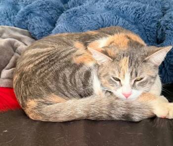 Marble -  Domestic Short Hair Cat for Adoption in Taycheedah, Wisconsin - Marble | PetCurious