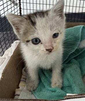 A2479283 -  Domestic Short Hair Cat for Adoption in Fort Lauderdale, Florida - A2479283 | PetCurious