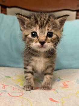 Rescue Domestic Short Hair Cats for Adoption in Williamsburg, Iowa - Daela (Available 1/9/26) | PetCurious