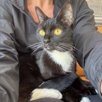 Domestic Short Hair Cats Available for Adoption in Durham, North Carolina - Banana Bread | PetCurious