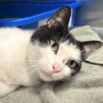 Sequoia -  Domestic Short Hair Cat for Adoption in East Hanover, New Jersey - Sequoia | PetCurious