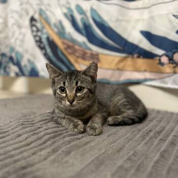 Tina -  Domestic Short Hair Cat for Adoption in Roanoke, Virginia - Tina | PetCurious