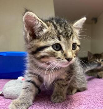 Luke Cage -  Domestic Short Hair Cat for Adoption in Winnipeg, Manitoba - Luke Cage | PetCurious