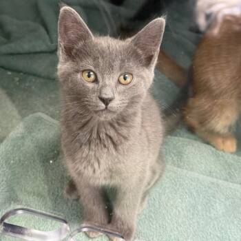 Bacardi -  Domestic Short Hair Cat for Adoption in New Fairfield, Connecticut - Bacardi | PetCurious