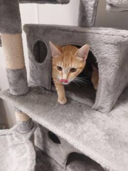 Rescue Domestic Short Hair Cats for Adoption in Liberty, New York - Thomasina | PetCurious