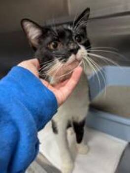 Rescue Domestic Short Hair Cats for Adoption in Charleston, South Carolina - Debo | PetCurious