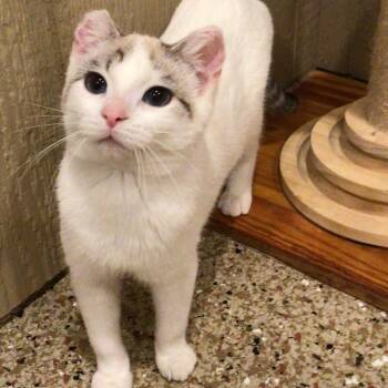 0726-236 Frosty -  Domestic Short Hair Cat for Adoption in Abingdon, Maryland - 0726-236 Frosty | PetCurious