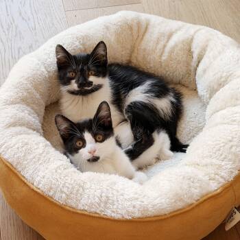 Panda & Zebra -  Domestic Short Hair Cat for Adoption - Panda & Zebra | PetCurious