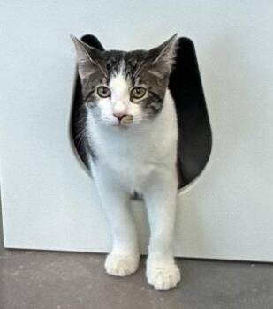 Molly 3.30.26 -  Domestic Short Hair Cat for Adoption in Apopka, Florida - Molly 3.30.26 | PetCurious