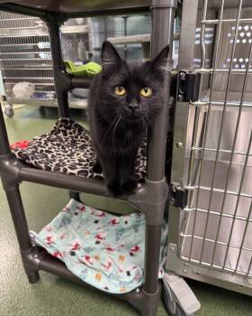 Domestic Medium Hair Cats Available for Adoption in Seneca, Pennsylvania - Farrah & Jay-Z | PetCurious
