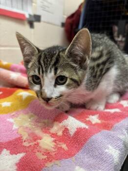Sue Sylvester -  Domestic Short Hair Cat for Adoption in Santa Rosa, California - Sue Sylvester | PetCurious