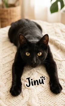 Jinu -  Domestic Short Hair Cat for Adoption in Pensacola, Florida - Jinu | PetCurious