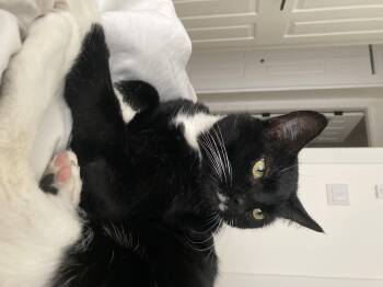 Rescue Domestic Short Hair Cats for Adoption in Courtenay, British Columbia - Quinty | PetCurious