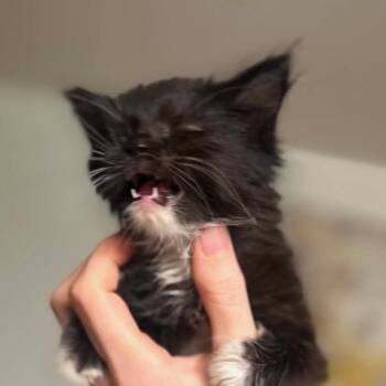 Hansel -  Domestic Long Hair Cat for Adoption in Midland, Texas - Hansel | PetCurious