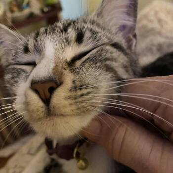 Domestic Short Hair Cats Available for Adoption in Jupiter, Florida - Allie | PetCurious