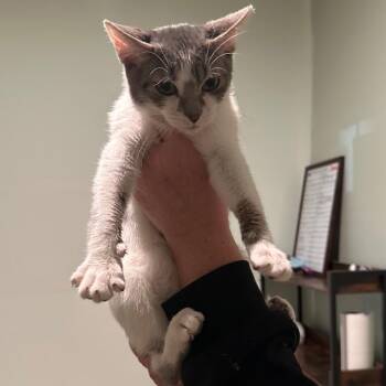 Bugsey (Bugs) (Grumpy) -  Domestic Short Hair Cat for Adoption in Nashville, Tennessee - Bugsey (Bugs) (Grumpy) | PetCurious