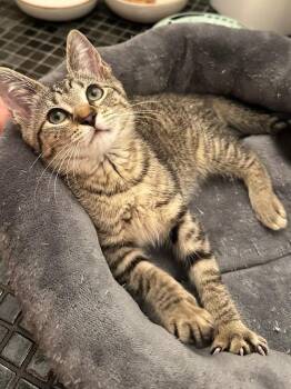 Carla -  American Shorthair Cat for Adoption in New York, New York - Carla | PetCurious
