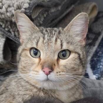 Mary Jane (MJ) -  Domestic Short Hair Cat for Adoption in Muncie, Indiana - Mary Jane (MJ) | PetCurious