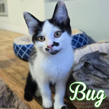 Domestic Long Hair Cats Available for Adoption in Hillsboro, Ohio - Bug | PetCurious