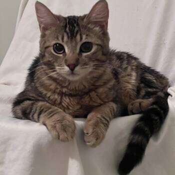 Oriental Tabby Cats Available for Adoption - Matteo | PetCurious