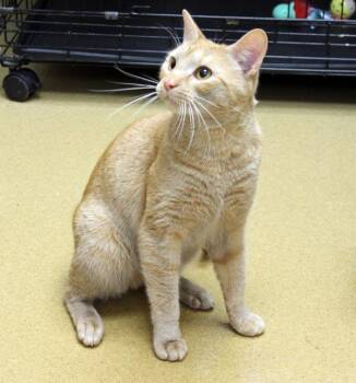 Jenga -  Domestic Short Hair Cat Available for Adoption in Mansfield, Massachusetts - Jenga | PetCurious