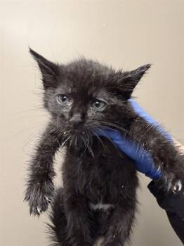 DEWEY -  Domestic Short Hair Cat for Adoption in Ontario, California - DEWEY | PetCurious