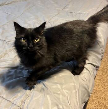 Domestic Medium Hair Cats Available for Adoption - DELILAH #1815 - Offered By Owner | PetCurious