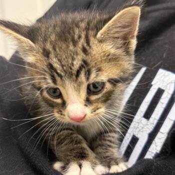 Wendell -  Domestic Short Hair Cat for Adoption in Cumming, Georgia - Wendell | PetCurious