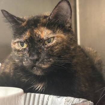 Mama -  Domestic Short Hair Cat for Adoption in Cumming, Georgia - Mama | PetCurious