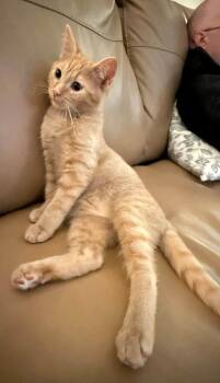 Mosey -  Domestic Short Hair Cat for Adoption in Sioux City, Iowa - Mosey | PetCurious