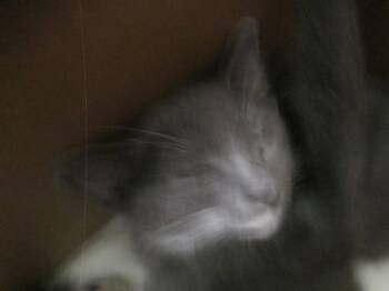 Domestic Short Hair Cats Available for Adoption in Ocala, Florida - A383055 | PetCurious