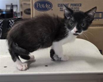MINNIE -  Domestic Short Hair Cat for Adoption in San Antonio, Texas - MINNIE | PetCurious