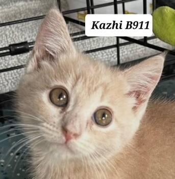 Domestic Medium Hair Cats Available for Adoption in Morganton, North Carolina - Kazhi | PetCurious