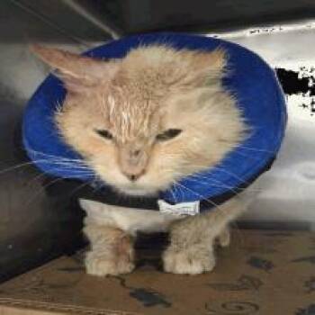 Domestic Short Hair Cats Available for Adoption in Indianapolis, Indiana - Lincoln | PetCurious