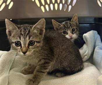 Domestic Short Hair Cats Available for Adoption in Fort Myers, Florida - LUNA | PetCurious