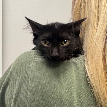 Pax -  Domestic Short Hair Cat for Adoption in Abilene, Texas - Pax | PetCurious