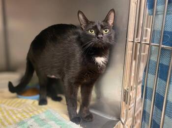 Domestic Short Hair Cats Available for Adoption in Fort Wayne, Indiana - OAT BRAN | PetCurious