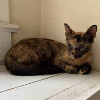 Marigold -  Domestic Short Hair Cat for Adoption in Buffalo, Minnesota - Marigold | PetCurious