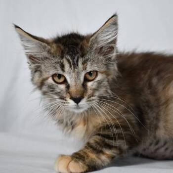 Poppi -  Domestic Long Hair Cat for Adoption in Johnson City, Tennessee - Poppi | PetCurious