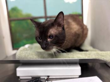 SAMSON -  Siamese and Domestic Short Hair Cat for Adoption in Houston, Texas - SAMSON | PetCurious