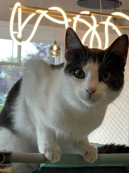 Rescue Domestic Short Hair Cats for Adoption in Oakboro, North Carolina - Elliot | PetCurious