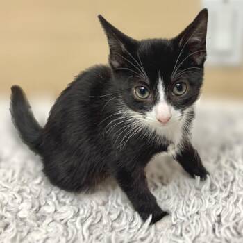 Domestic Short Hair Cats Available for Adoption in East Hampton, New York - Simba | PetCurious