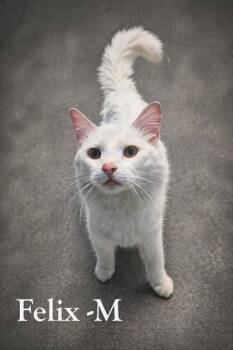 Maine Coon and Domestic Short Hair Cats Available for Adoption in Albertville, Alabama - Felix | PetCurious