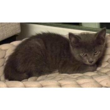 Yuzu Bleeker, adopt with Goji -  Domestic Short Hair Cat for Adoption in Hudson, Massachusetts - Yuzu Bleeker, Adopt With Goji | PetCurious