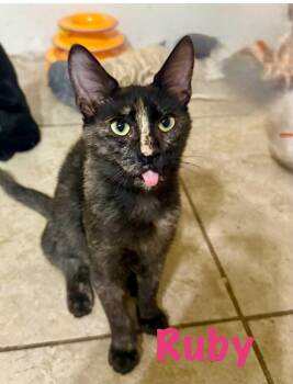 Rescue Tortoiseshell Cats for Adoption in Gun Barrel City, Texas - Ruby | PetCurious