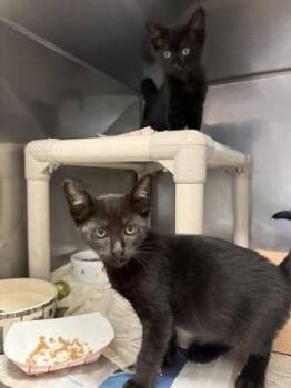 Domestic Short Hair Cats Available for Adoption in Morristown, New Jersey - Wrangler | PetCurious