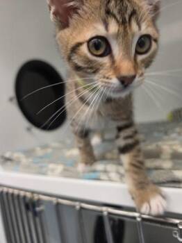 Scallops -  Domestic Short Hair Cat for Adoption in Roseville, California - Scallops | PetCurious
