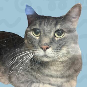 Ash -  Domestic Short Hair Cat for Adoption in Reno, Nevada - Ash | PetCurious