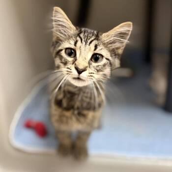 Harriett -  Domestic Long Hair Cat for Adoption in Jacksboro, Tennessee - Harriett | PetCurious